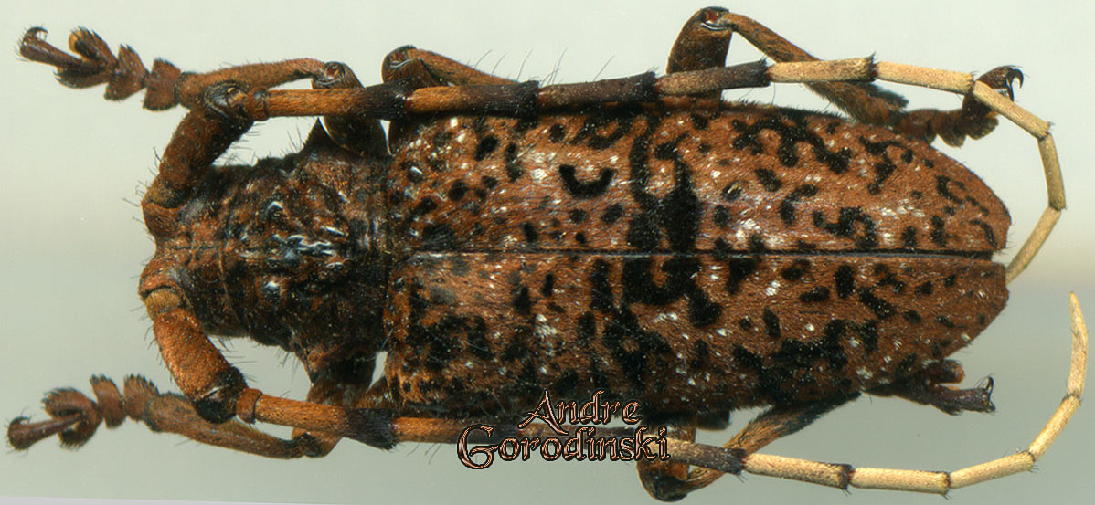 http://www.gorodinski.ru/cerambyx/Aristobia hispida.jpg